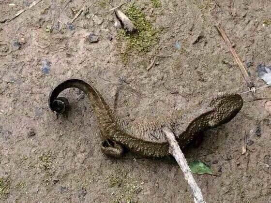 「鲫鱼」钓鱼钓上来的奇怪东西,谁来告诉我这些玩意儿都是啥?