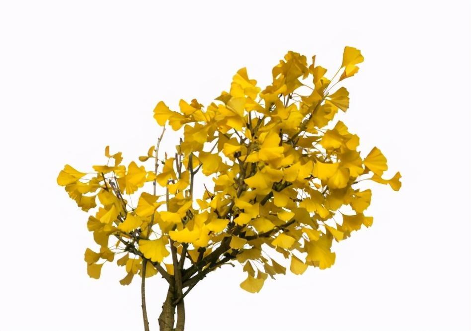 运势|今年10月起，3生肖福气逼人，运势从低走高，发家顺利，日子好！