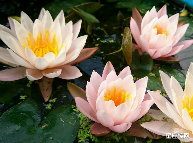 |哪些日子出生的人，大大咧咧，不惧风雨，后劲十足！