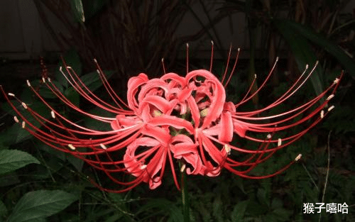 生肖@6月桃花喜迎真情，牵手成功，表白成功，爱情甜蜜的四大星座