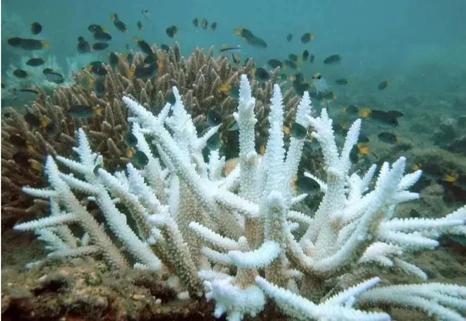 科学家|15个已被激活9个！地球系统或在崩溃中，2020或成关键一年？