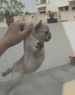 狗狗最讨厌的5种抱法，就算是宠主，也不给抱