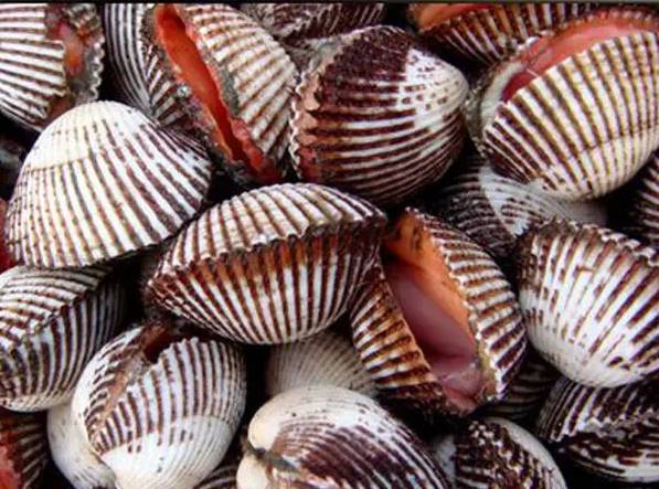 鱿鱼|开海了!这84种海鲜,你都认识吗?