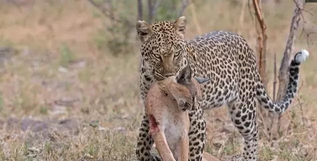 猞猁|猞猁能打过豹子吗？为什么？