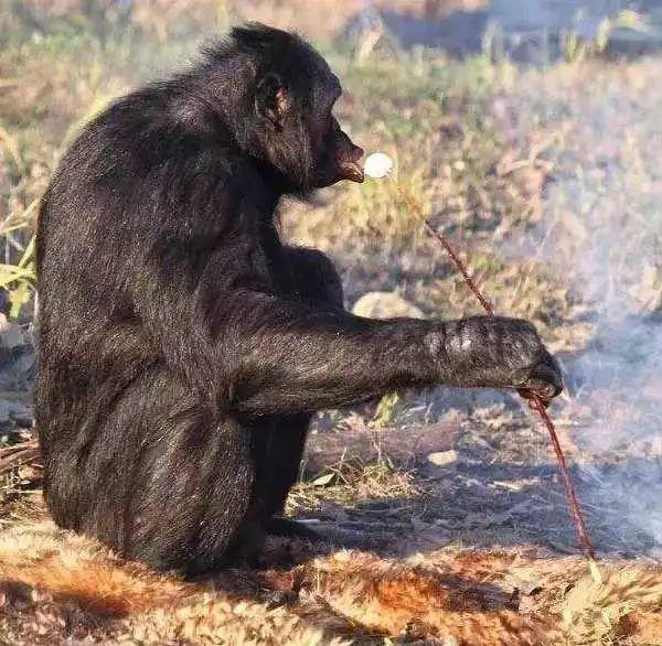 三星|无聊图热榜1006