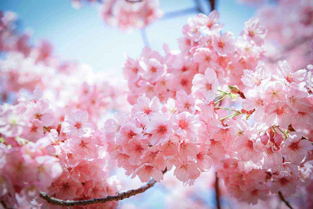 十二星座@三月下旬去，运势不一般，桃花运旺的几大星座，财运旺到明年