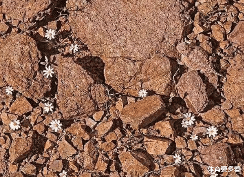 |日本老年痴呆症程度测试：您可以在图片中找到蜥蜴吗？