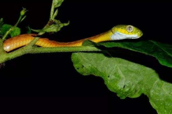 []老祖宗说：“进家之蛇不可打”，为何家里的蛇不能打，有何道理？