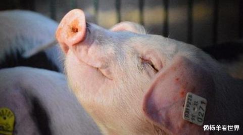猪肉|累计投放49万吨肉去哪了？难怪猪肉价不跌，原来都被“他们”买走了！