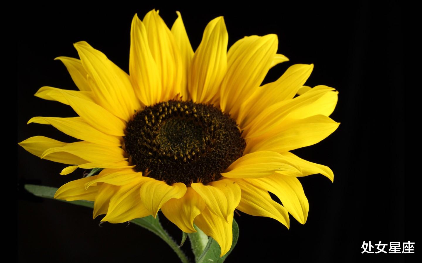 「生肖」6月22号事业马到成功，财运不断，横财大发，有钱有房3大生肖