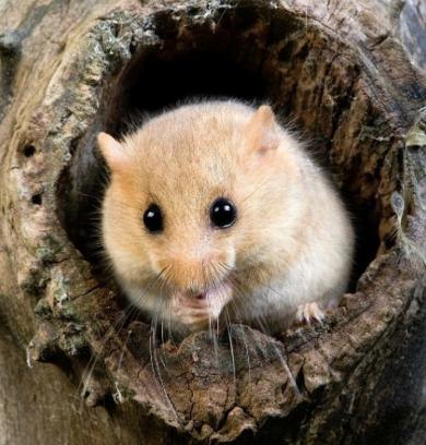 抹香鲸|世界之最——动物之最（1）