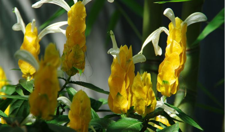 生肖@“狐狸精”转世的三生肖女，年纪变大魅力不减反增，让人着迷