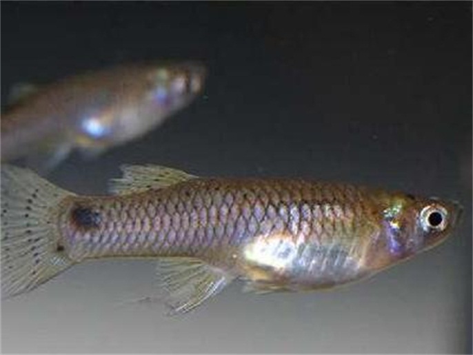 食蚊鱼|食蚊鱼入侵全球：是“天使”还是“恶魔”？它就在你家楼下水域内