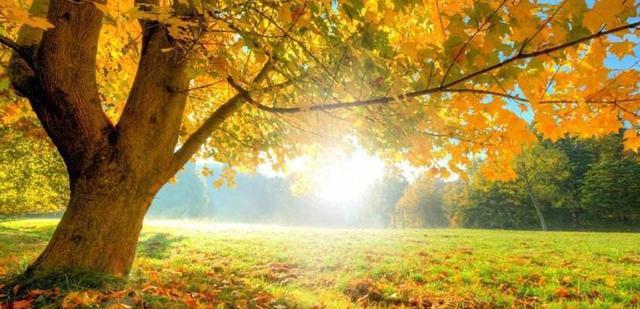 双子座|11月初，桃花满满，情入骨髓，旧爱归来，情意萌动，恩爱如胶