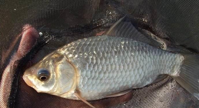 @为何夏季经常跑鱼？因为你还在用春季的钓鱼方式，跑鱼很正常！