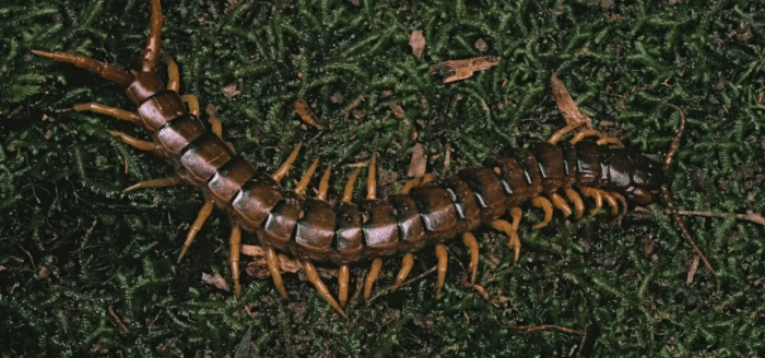 五毒：巨型蜈蚣——加大版的五毒之首到底有多可怕？