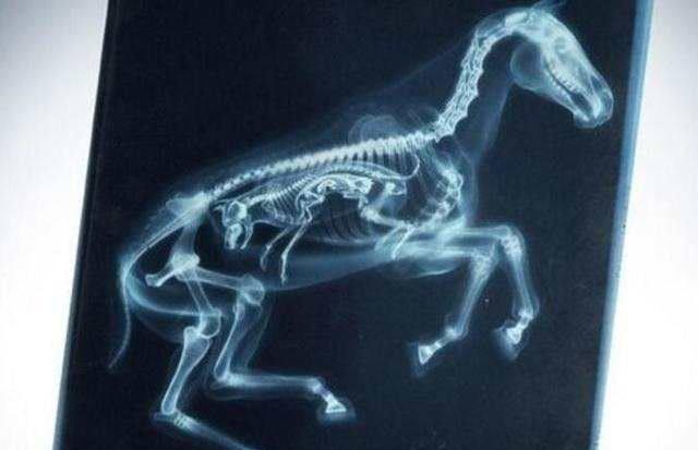 『脑死亡』看看这些动物怀孕的X光照, 终于知道鲨鱼为什么那么凶恶了