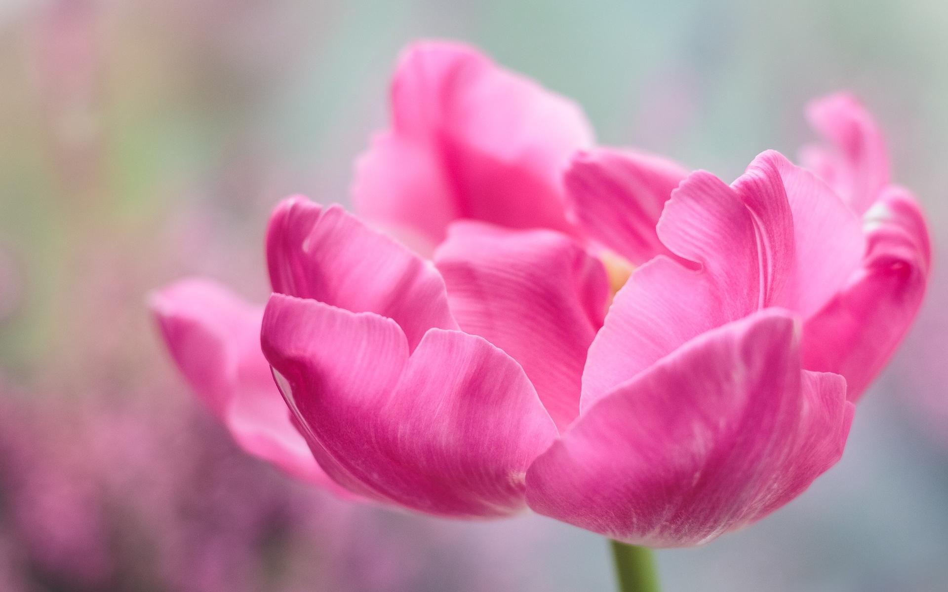 #星座男#6月起，桃花运好，姻缘逆转，路遇真爱的生肖狗，将牵手良人手