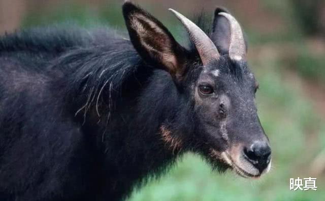 顺丰速运|浙江大爷发现一只“四不像”，专家到场，要求立即封村