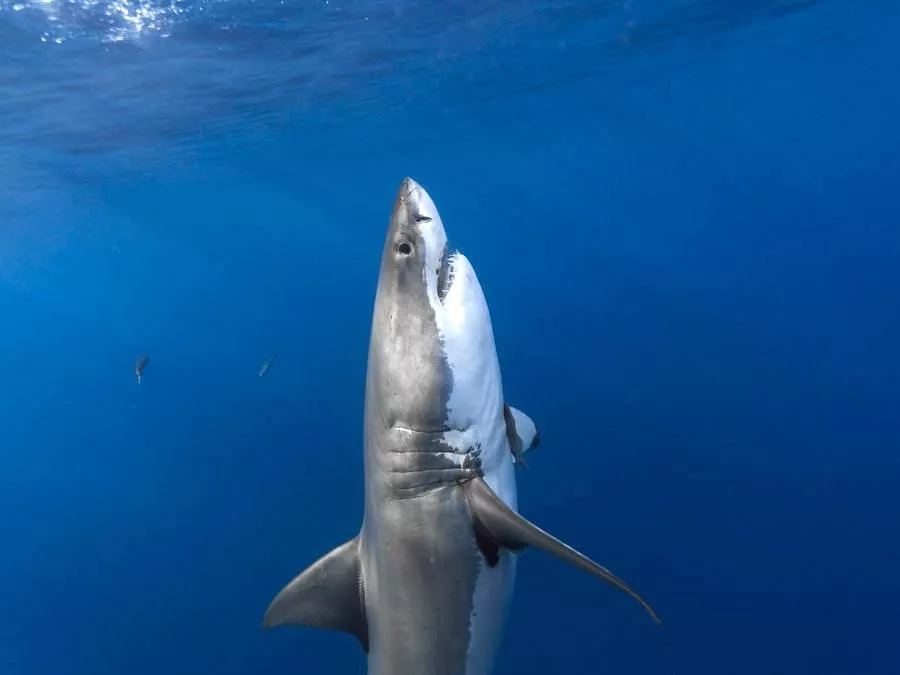 『鲸落』中国南海首次发现鲸落：一鲸落，万物生！这是世界上最浪漫的死亡