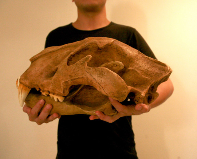 藏獒|为什么只有大型的猫科动物，而没有大型犬科动物？