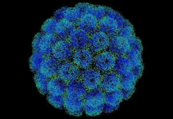 #三文鱼#【星医百】科学家在三文鱼中发现多种致病性新病毒，或是冠状病毒的姐妹群