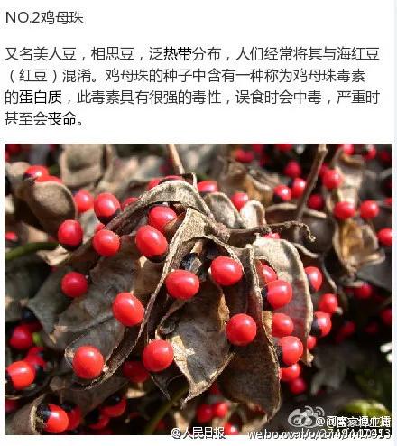 「中毒」紧急提醒！已有4个男孩路边呕吐，一人陷入昏迷！就因为摘了这个吃