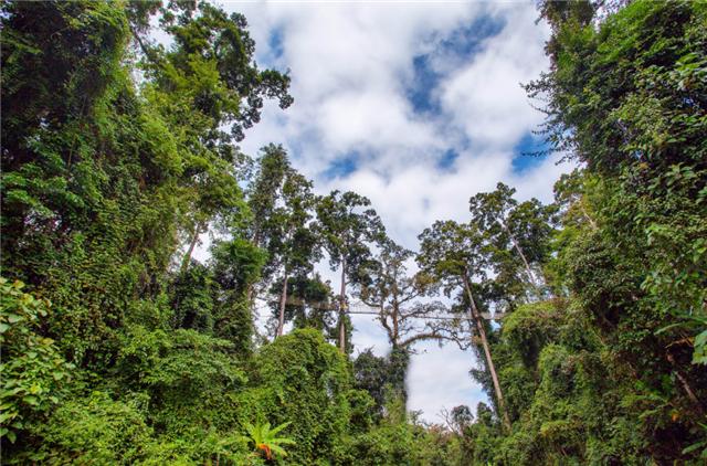 臆说古史|宛如三毛重生：29岁和丈夫一见钟情，重建雨林18年，2女儿不上学