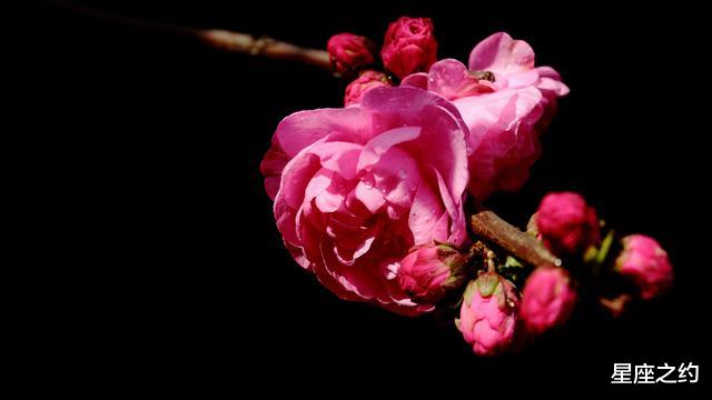 属龙@在5月上旬,实力大增,才华横溢,委以重任的四大星座