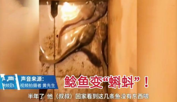 |几条鱼被遗忘家中近1年，竟变成了巨型蝌蚪？