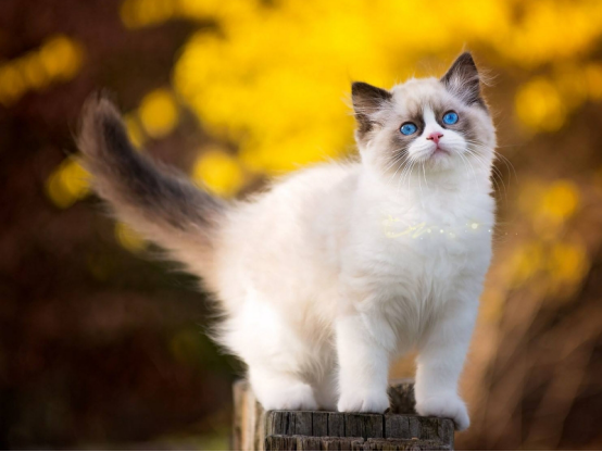 猫咪经常在门口等主人，说到根本原因，很多人也感慨吧