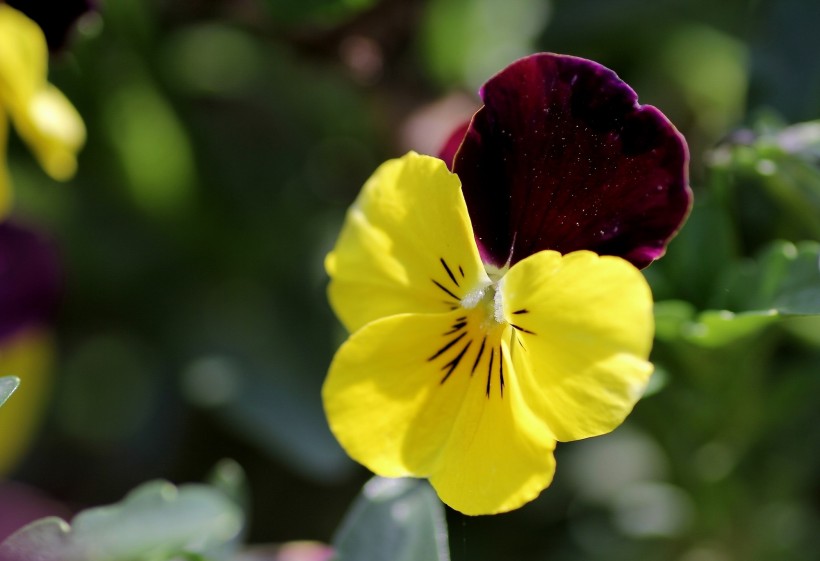 『生肖』7月上旬，桃花落定，前缘不散，极易邂逅旧爱的四大生肖