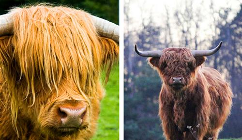 豚鼠▲在这个世界上，真实存在拥有“独一无二”外表的10种罕见动物