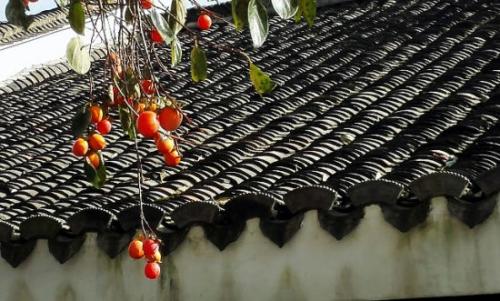 柿子|深藏在深山里的600年古村，漫山开遍红柿，美的如此意外！！