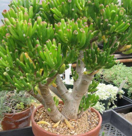 春节回家买这5种植物，不仅寓意好，而且易养漂亮，老花农都推荐