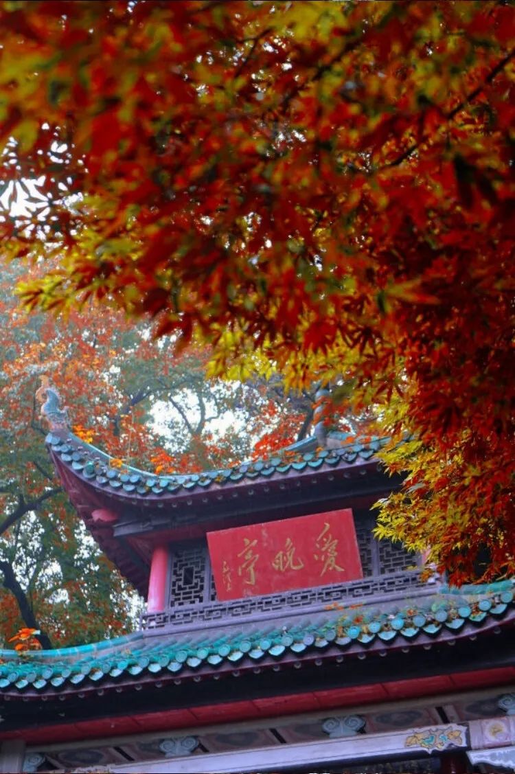 梯田|中国最美50个秋景,美得令全世界为之倾倒!去过20个就算达人