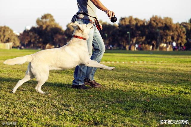 训练狗狗的最佳时间，你错过了吗？