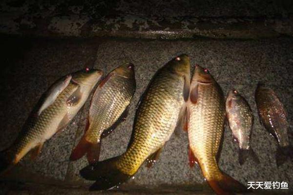 @夜钓攻略：夏季夜钓有讲究，常用这些老套路，大鱼连竿上！
