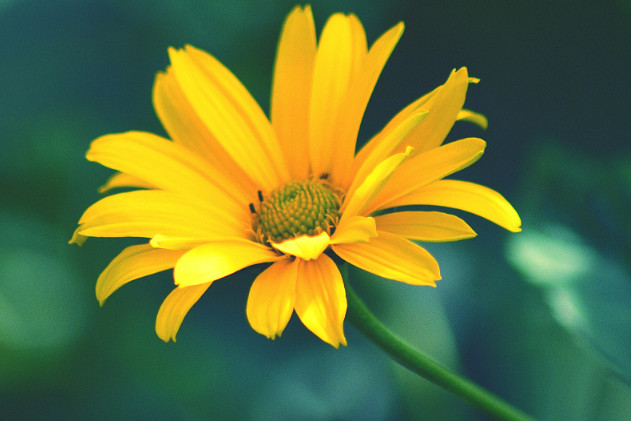 旧爱|拥有日久生情魅力的星座女，越看越有味道，让人回味无穷