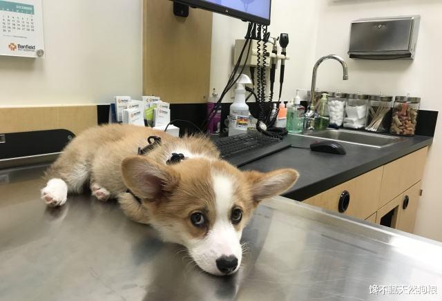 柯基几岁开始进入老年期？老了之后该怎么照顾它？