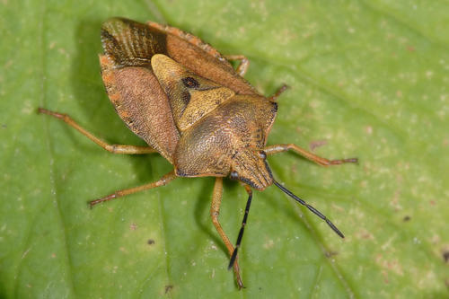 |地球上最臭的4种动物，臭到辣眼睛，你至少见过其中一个