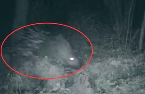 豪猪|宁夏发现球型猛兽，体重二十斤不过斗大，能够杀狮害豹异常凶猛