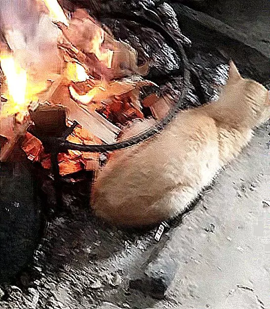 厨房中传出焦糊味，还以为菜炒糊了，查看后差点出了猫命