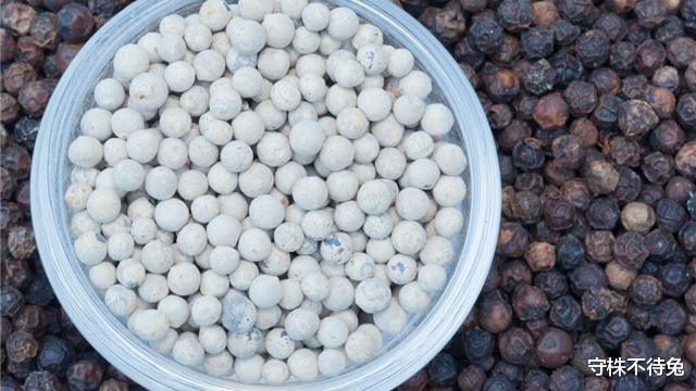 蚜虫|13个冷知识：真实存在于世界的有趣事实，但没有地方能够使用