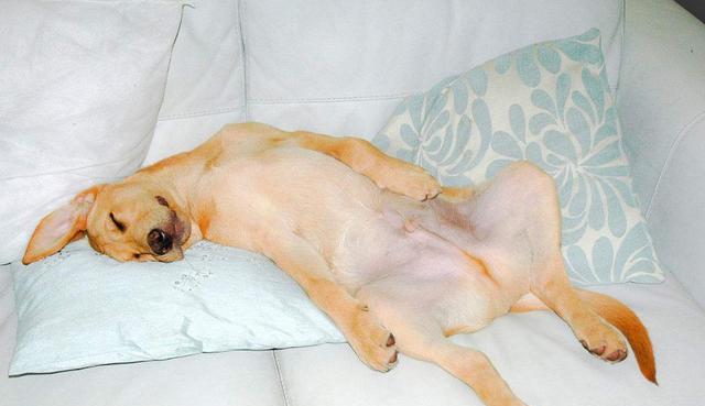 拉布拉多犬有这“8大表现”，说明它爱上你了，看完赶紧抱抱它