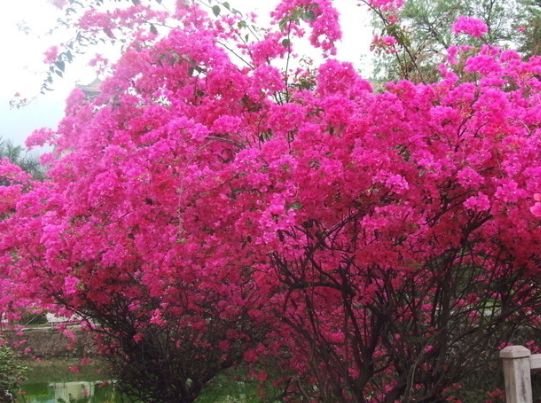 |8月15号开始，4属相事事顺畅，好运缠身，财运亨通，日子红火