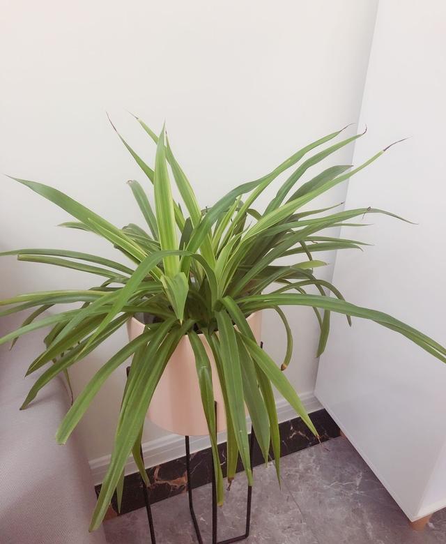 |北欧新房完工，客厅的家具搭配温馨又舒适，一入门就被迷住了