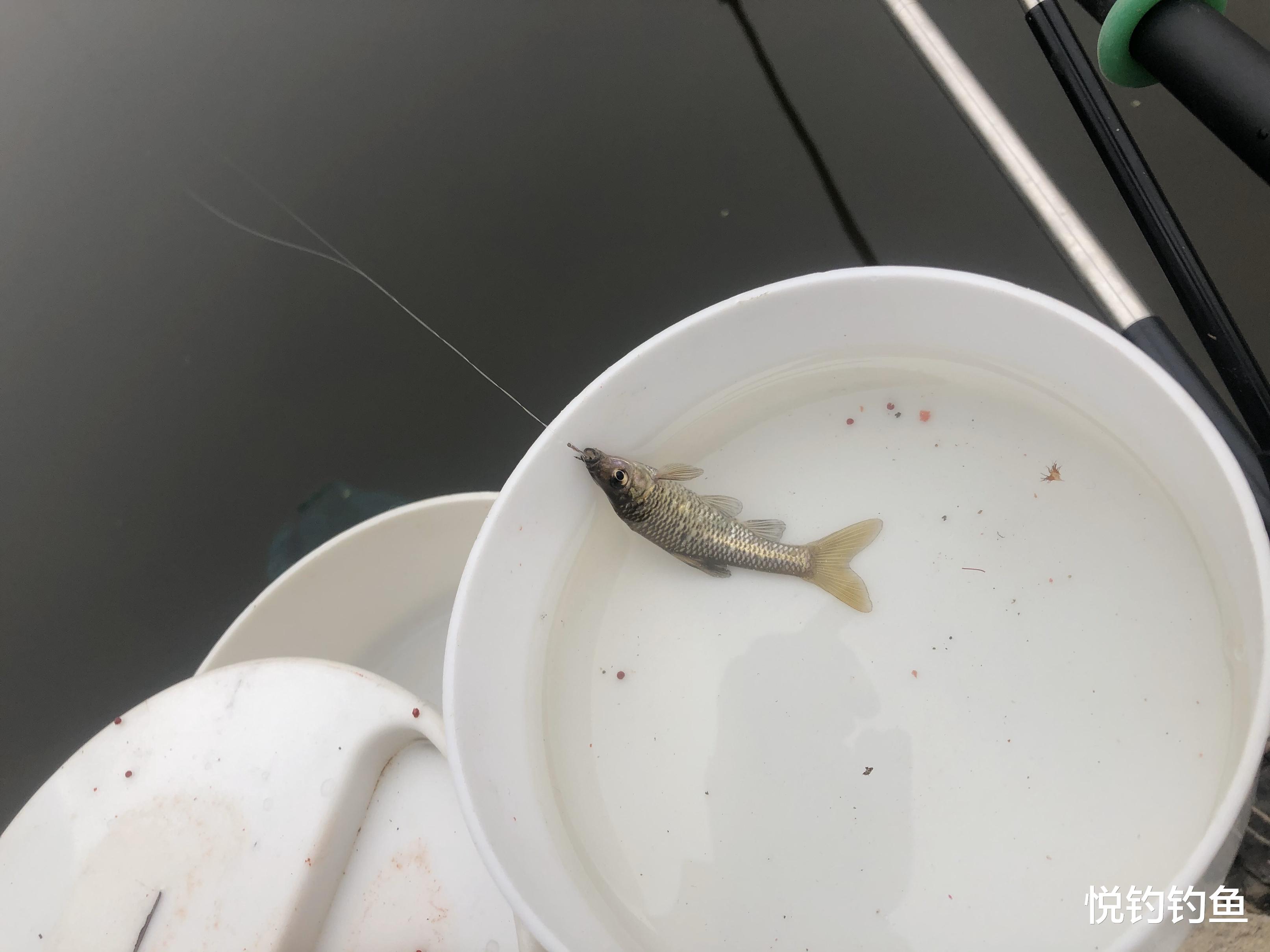 鲫鱼|钓鱼时候变化如此之多,也别忽略路上的风景……