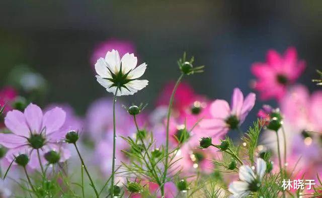 运势|10月中旬，4生肖，生意火事业顺，全家都沾光，充满了光芒