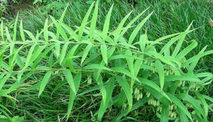 黄精|李时珍称它为“气血双补之王”，除风湿，强筋骨，润心肺，抗衰老